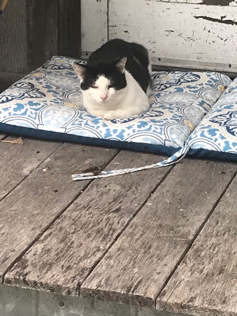 FreyasCatRescue's tweet photo. Please help to Feed a Stray and Save a Life! https://t.co/OSf8FIT2TN #cat #FreyaCat #givingback #donate #sanctuary #BornPurrfect https://t.co/0FAuIUqdb5