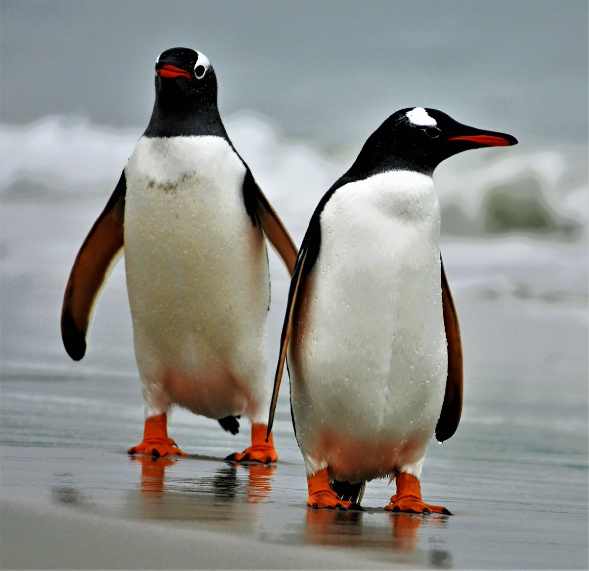 kelper60's tweet image. Gentoo  penguins straight out of the sea..little droplets of water still on their feathers..