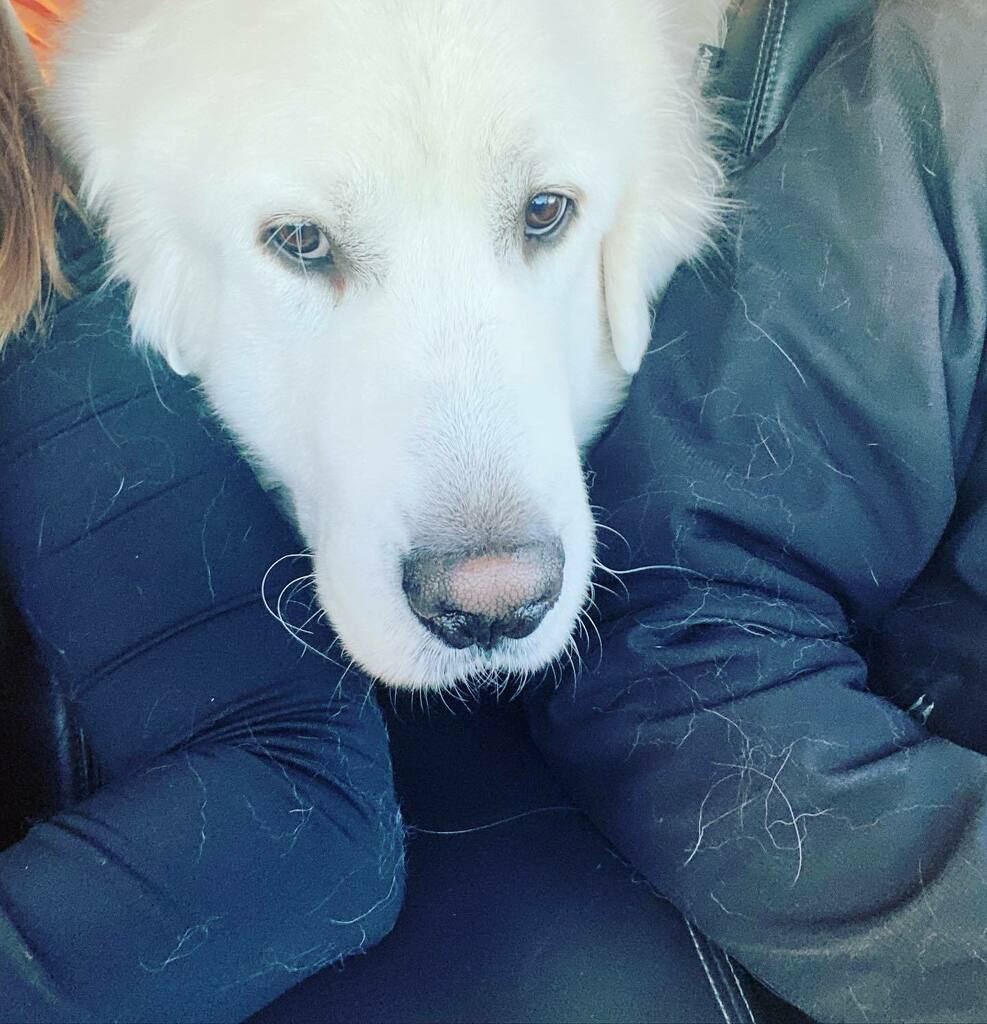 When the humans both wear black…and then bring the dogs along to Grandma’s house. It’s like Pyr Confetti 😂 .
.
.
.
.
.
#humphreythepyr #doghaireverywhere #tograndmothershousewego  #minnesotachristmas #myhousmanpyr #greatpyrenees #greatpyreneesofinsta… instagr.am/p/CYEfQMhr8aD/