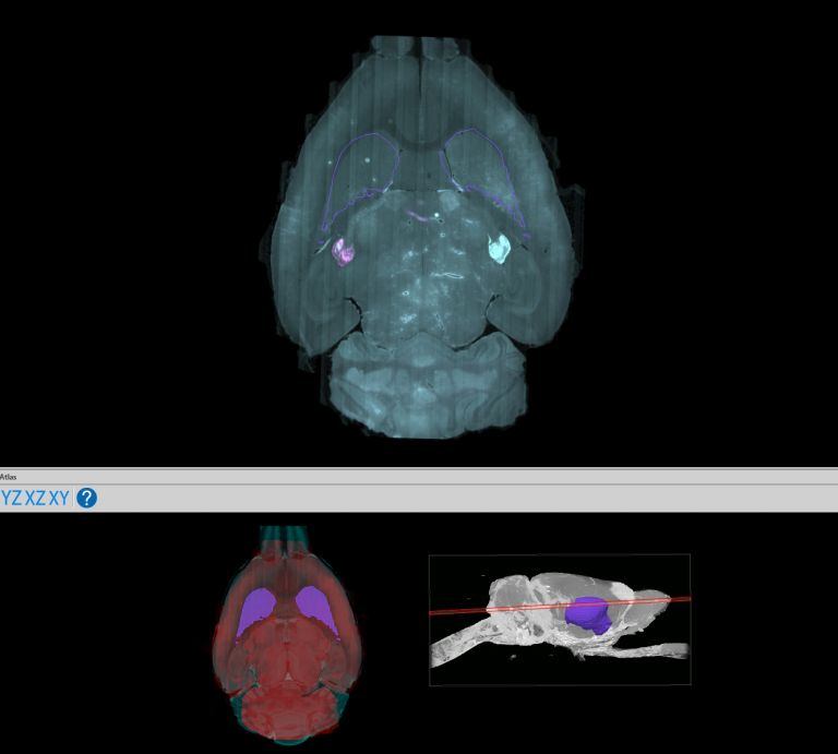 MBFBioscience's tweet photo. Researchers can now use #NeuroInfo to register and analyze their brain volumes to the Waxholm Rat Brain Atlas, Version 4!
This Atlas is a volumetric, open source atlas of the Sprague Dawley rat brain — for more info, read our latest blog post: https://t.co/si1zl3kmIS https://t.co/9bE3QmfO8h