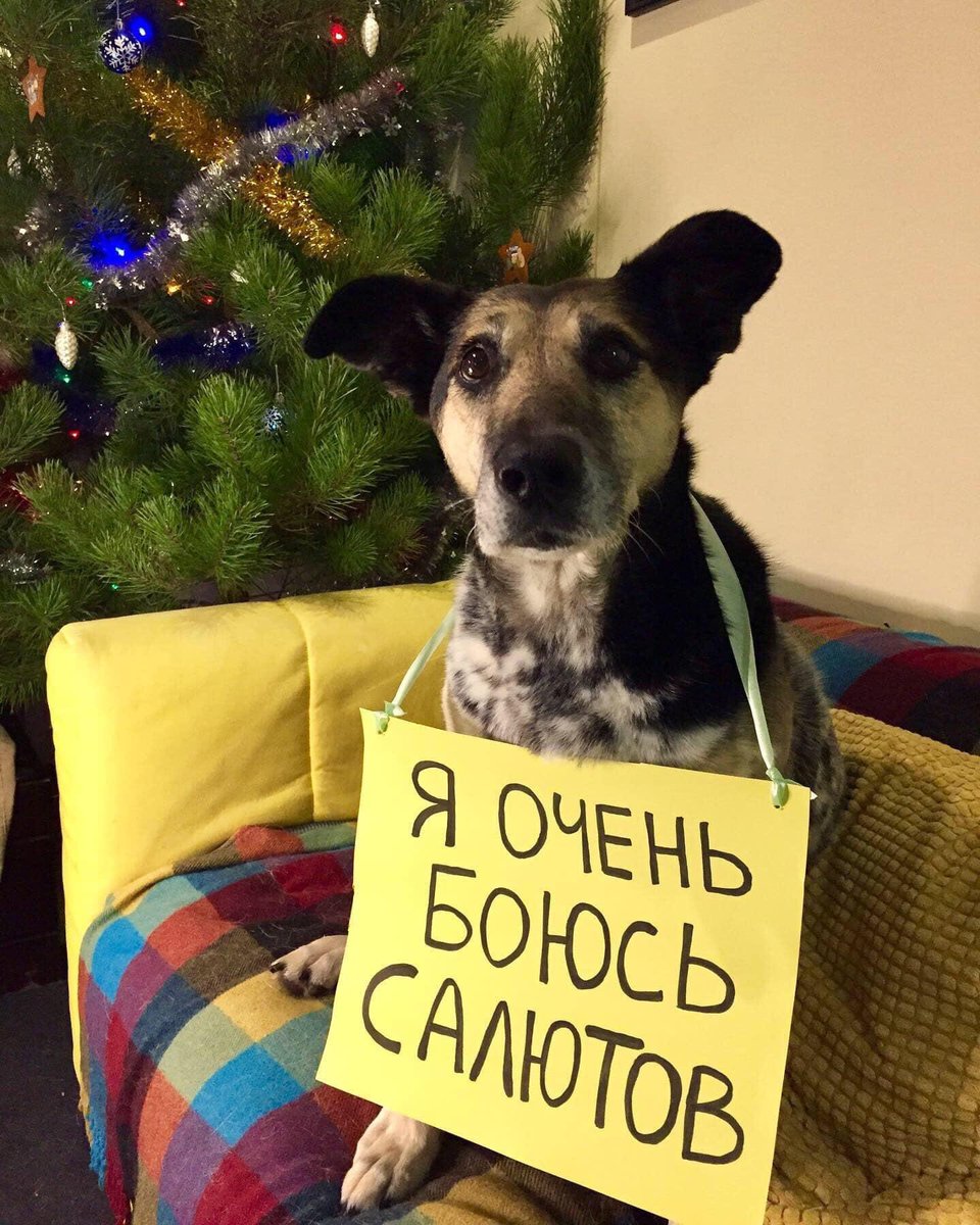 djxtrees's tweet image. Помните, никому не нужные салюты и петарды в городе - это жуткий стресс для домашних животных. Проявите человечность, откажитесь от средневековой дикости