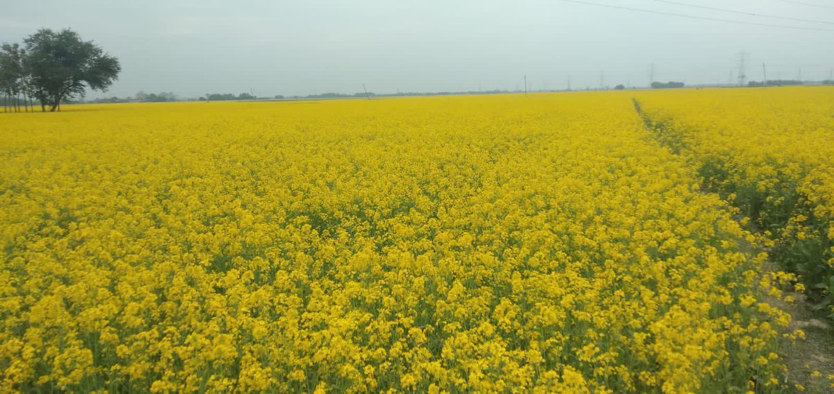 Acres of #mustardfields
#yellowtwitter
#Baisi block