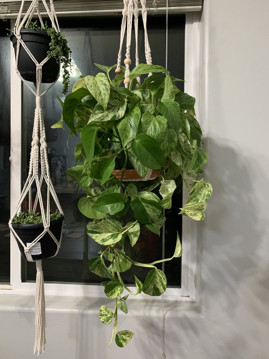 NancyG_89's tweet photo. #TrailingTuesday this was sold to me as a Snow Queen last summer but I think she is a Marble Queen. She has grown so much since then #Houseplants #planttwitter https://t.co/CFjT2A9WiT