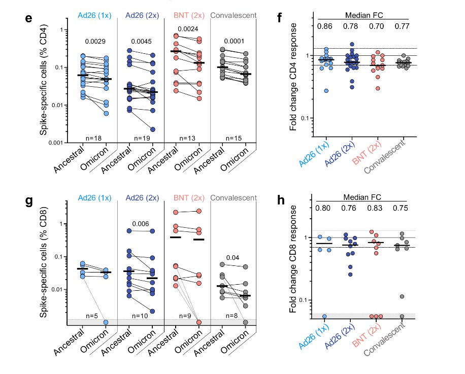 Update: Labordaten zur T Zellantwort gegen #Omikron jetzt im Preprint erschienen. 
Durch Impfung aktivierte T Zellen erkennen auch das mutierte Spike der Omikron-Variante. 
D.h. Omikron versteckt sich gut vor Antikörpern aber entkommt nicht den T Zellen. 
medrxiv.org/content/10.110…