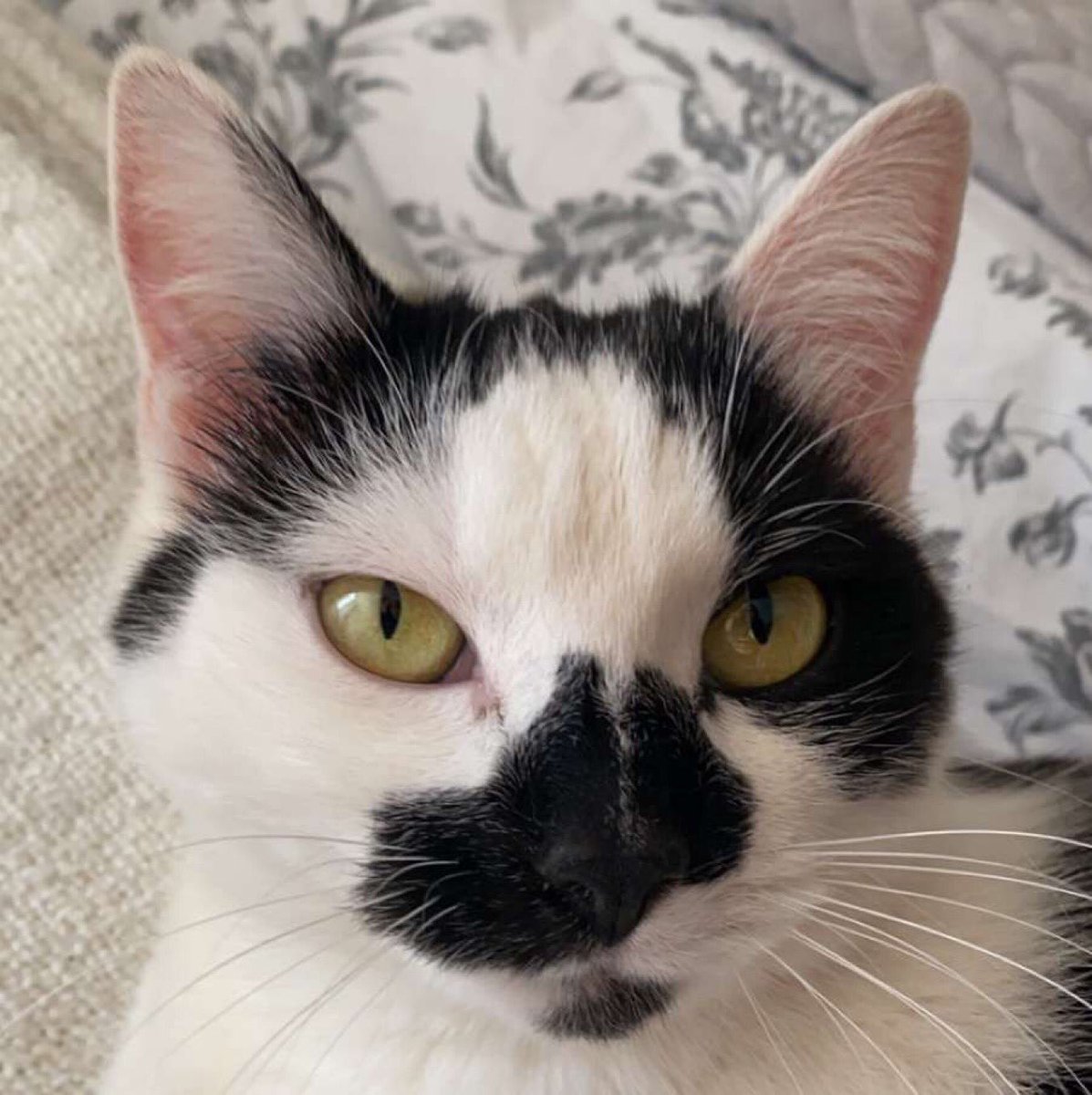 PasMel20's tweet photo. Ce petit chou a disparu à Nantes vers 9 rue de l’ouche de versaille ( vers la Motte rouge) elle répond au nom de Gaia elle a 4 ans elle est pucée avec un collier si vous l’avez vu contacter le 0778454808 RT apprécies elle aimerait bien retrouvée son chat 🥲#Nantes #Chatdisparu https://t.co/xkEgSYdDXC