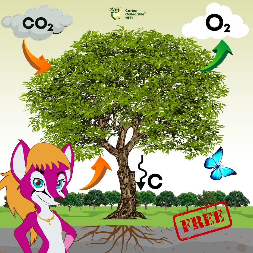 CarbonOffsetNFT's tweet photo. You guys ready for one of these #free #NFTs from our #giveaway?? π₯
By following, liking and retweeting our last post 10 lucky #winners will go on to win our NFTs!
Here's a little preview of what they can look like.
#enviromental #carbonoffset #sustainable #nftart #Avatime https://t.co/ifUiKmTAmq