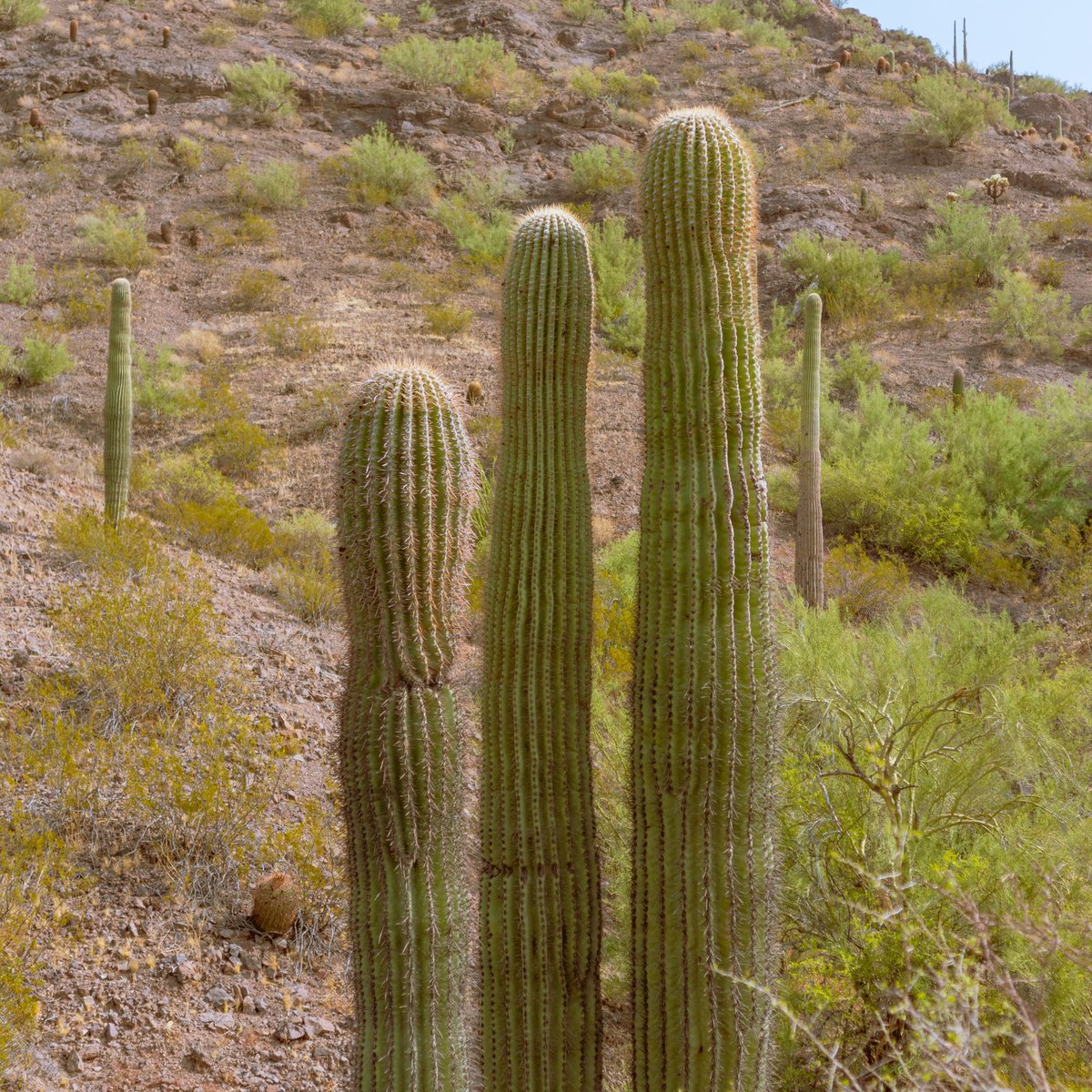 tucson is an exceptionally sunny city 🔥🔥🥵🥵😍 arizona, US #travel #arizona #traveler #travelphotography #traveler #Tourism #tour #tourist #AdventureTime #vacationmode #exploreworld #enjoylife