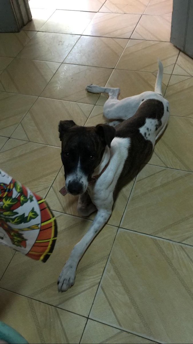 adibarcos's tweet photo. Hola!! Por favor si pueden compartir, se perdió mi Petunia esta mañana en barrio obrero, a una cuadra del hospital. Porfa RT si alguien le encontró. https://t.co/B0zIdWuAKK