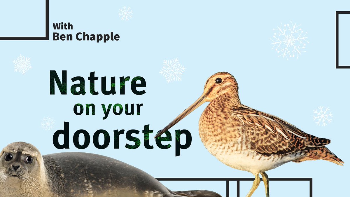 From seahorses and seals 🦭 to swans and snipes 🦢

In this short film, <a href="/bnchapple/">Ben Chapple</a> takes you on a virtual tour of London, sharing the best places to find winter wildlife! 

🔎🐾➡️ youtu.be/7wvd0ryAp58