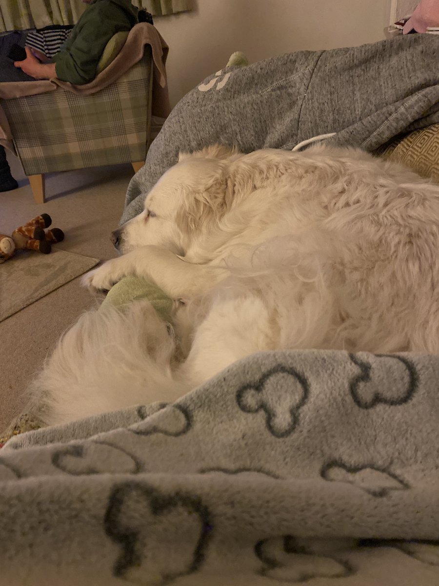 elanajones's tweet photo. Saying goodbye to my best friend today was the hardest thing I’ve ever had to do, fly high my angle I love you 😭💔 https://t.co/6Wy3lSIxHq