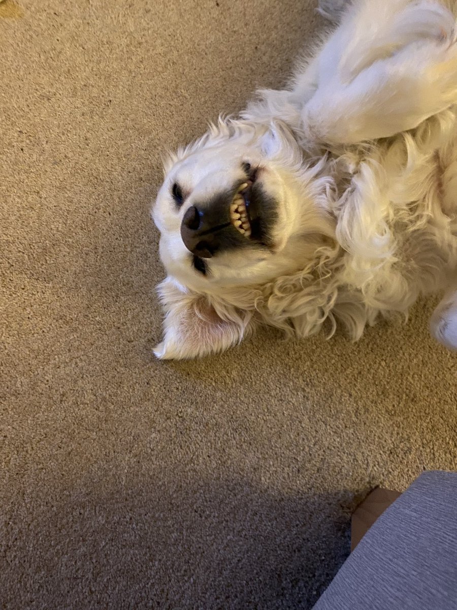 elanajones's tweet photo. Saying goodbye to my best friend today was the hardest thing I’ve ever had to do, fly high my angle I love you 😭💔 https://t.co/6Wy3lSIxHq