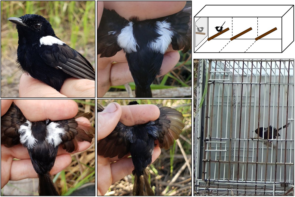 SICB_DAB's tweet photo. Check out behavioral ecologist @JonesJA91 research on plumage-based manipulation in female white-shouldered fairywrens to explore behavioral flexibility and signal function in ornamentation at the #SICB2022 DAB #beststudentpresentation! https://t.co/ZfXeaGAbea