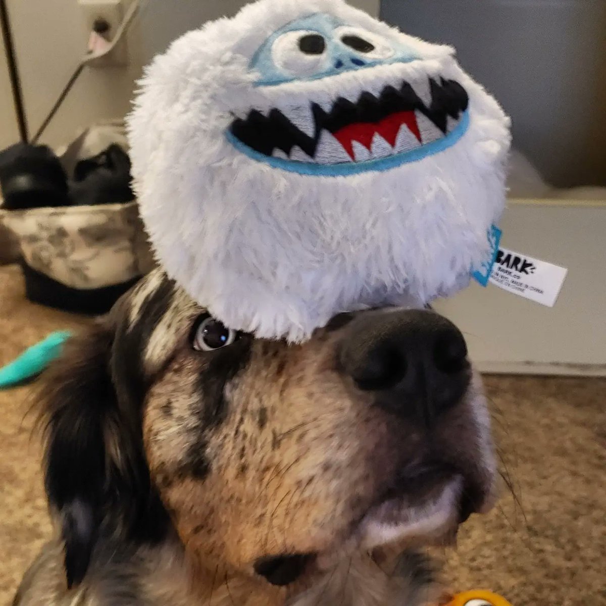 GriffinGoofy's tweet photo. @MichelobULTRA Hi! I brought you Bumble cos he gibes me da happys, he is gud toy. He gibes you da happys too! 💕🐾 https://t.co/f7EUXqRwXw