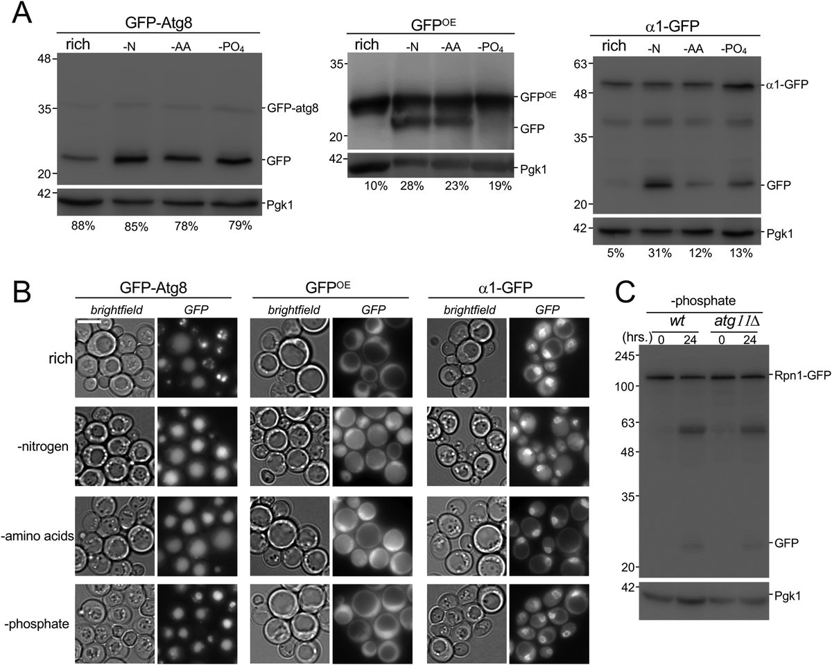 jbiolchem's tweet photo. Waite et al.'s data provide new insights into the molecular regulation of #proteaphagy by demonstrating that degradation of proteasome complexes is specifically regulated under different autophagy-inducing conditions — @KUMedCenter @KState @kstatebio
https://t.co/ZolZLJAVy4 https://t.co/092nh1cO9h