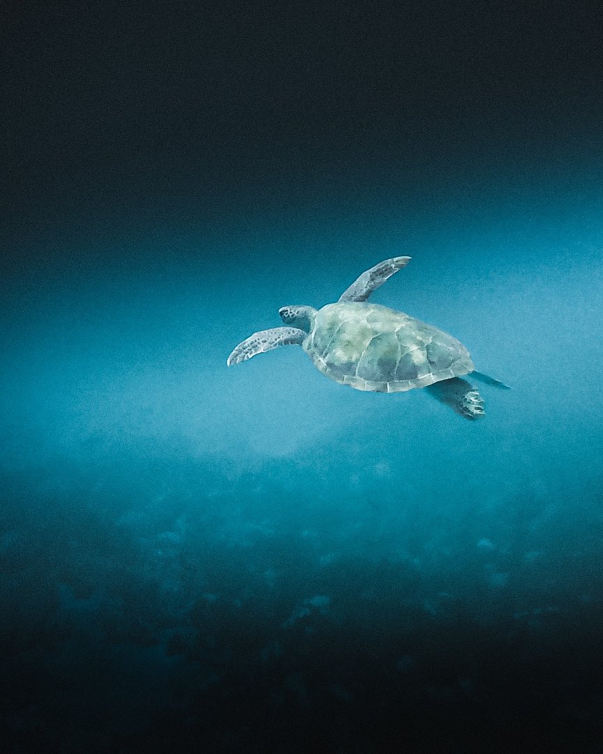 TSkoff's tweet photo. @TheJayKyren Just keep swimming 🐢 https://t.co/CEDfsi88dn