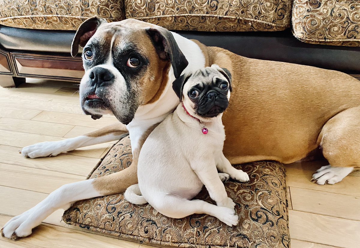SndPprSnFlower's tweet photo. Best friends #pug #boxer #BestFriends #puppylove https://t.co/nVXerkzS5J