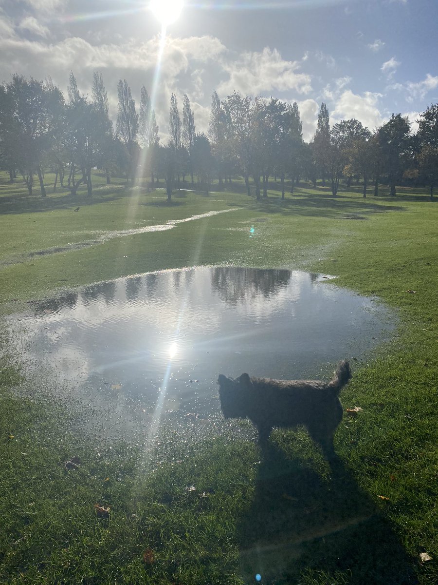 Another lovely morning walk with Buzz. Love walking to get inspiration and clear the mind. #Writer #WritingCommunity #author #inspiration #amwriting