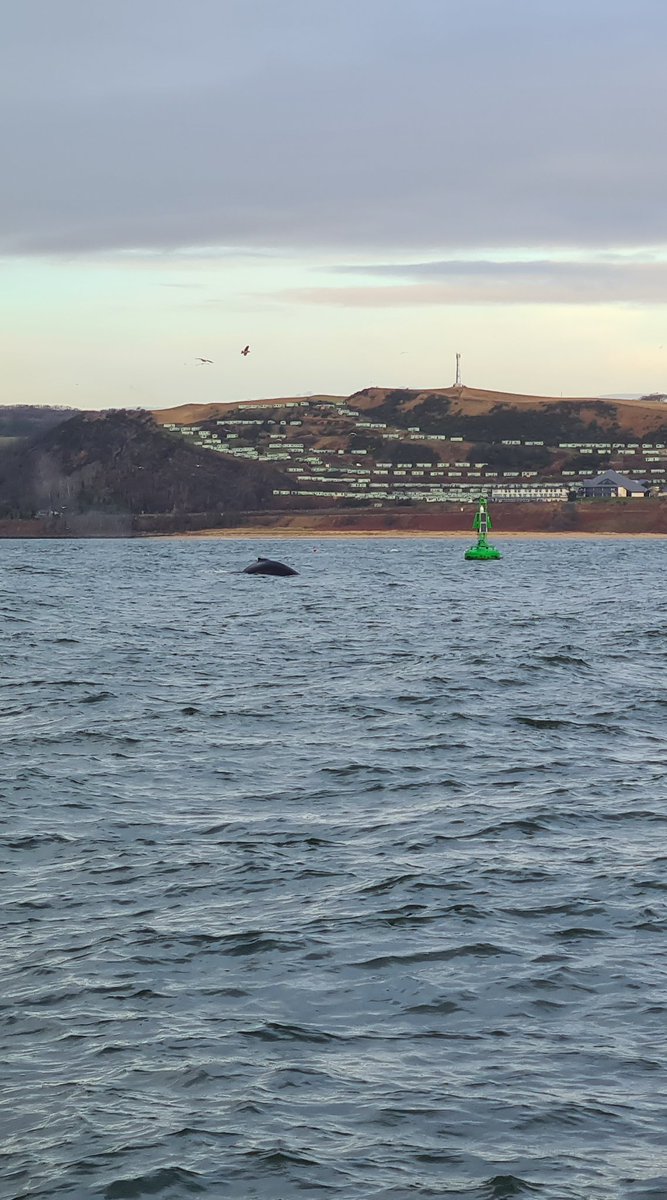 petecles's tweet photo. Up to see the visiting humpback whale in the Forth yesterday morning. Welcome to Edinburgh, friend! @VisitScotland https://t.co/S4anM7OHAw