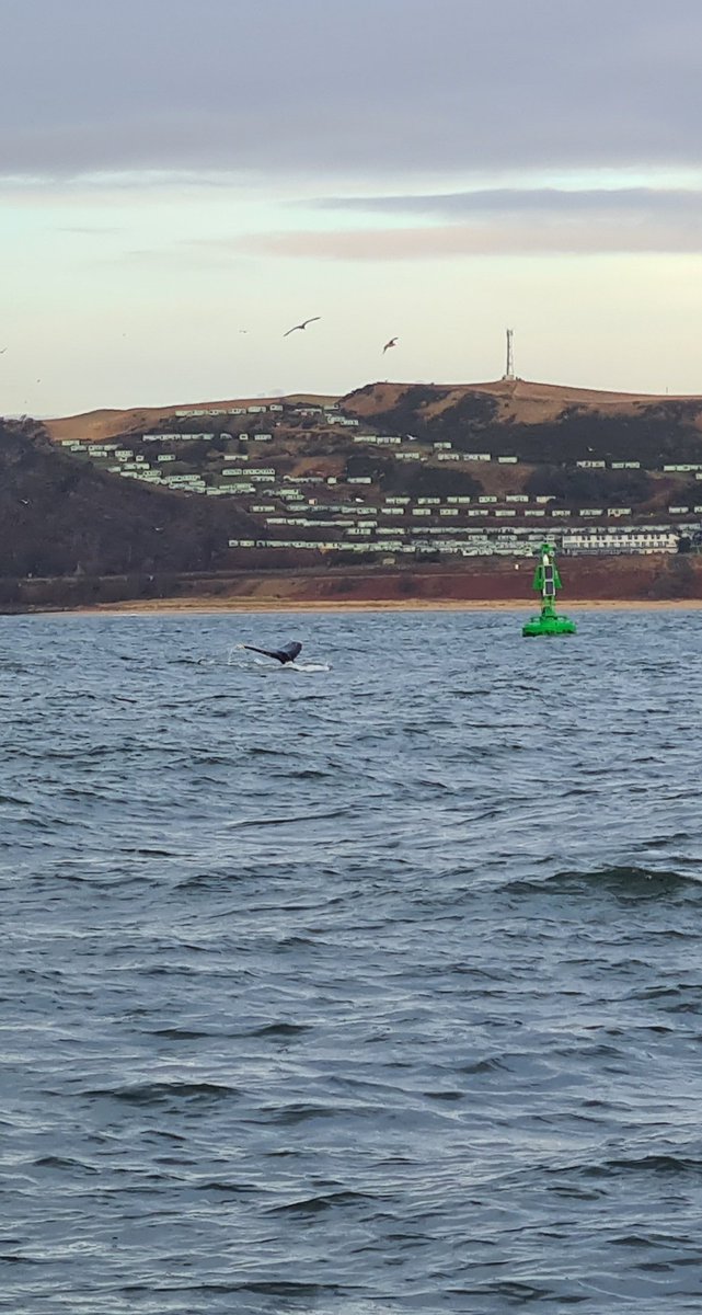petecles's tweet photo. Up to see the visiting humpback whale in the Forth yesterday morning. Welcome to Edinburgh, friend! @VisitScotland https://t.co/S4anM7OHAw