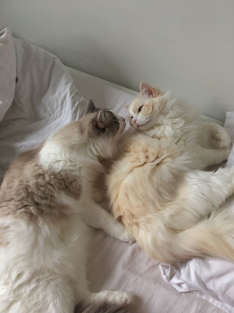 monetsliliess's tweet image. cats in love