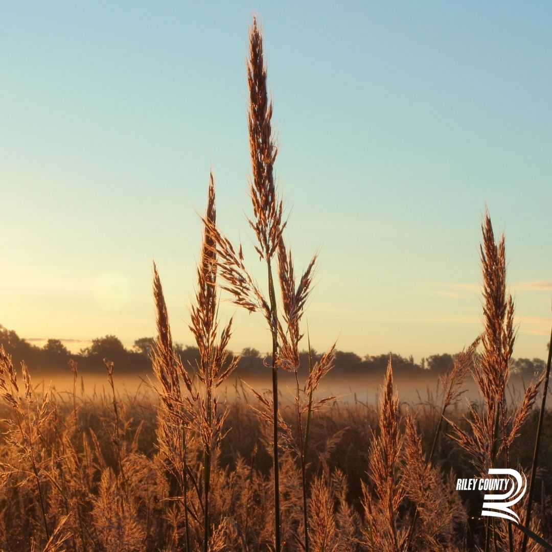 RileyCountyKS's tweet photo. When life gets busy with the hustle and bustle of the day, we get to step outside and feel the prairie winds wash over us bringing a sense of peace, timelessness, and connection to the earth. #RileyCounty #Kansas #prairie #prairielife https://t.co/VyztHzBg9Y