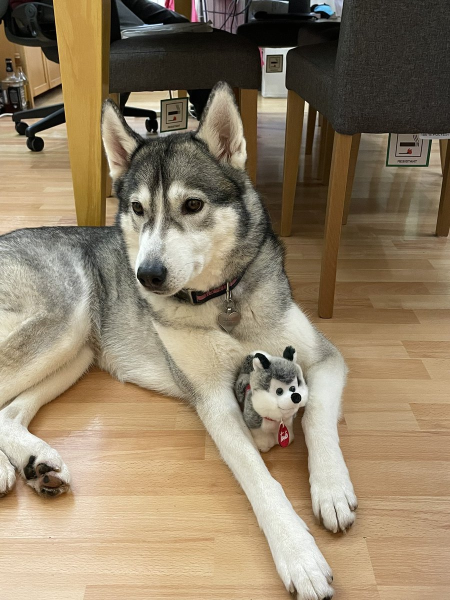 Kel12Rutledge18's tweet photo. What did Shadow get us for Christmas? That’s right, another vets bill 🤦🏻♀️ ear infection which resulted in carnage and destruction of the vets while she wrestled 3 of us humans to get out of having her temp taken or her ear looked at by the vet. #ShadowTheHusky #Shadow #Husky https://t.co/Ko1aoVtYNK