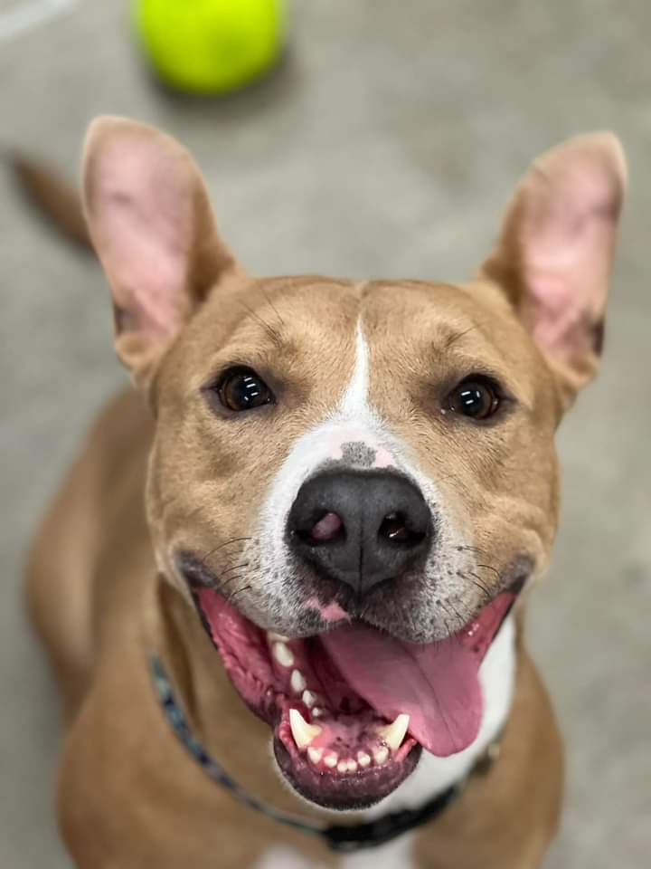 KarenSConniff's tweet photo. #Kavon #CLE #OH #ADOPT. #FOSTER Kavon is a very sweet, well-mannered, fun loving two year old guy! He listens well, loves people and belly rubs are his favorite.
With other dogs in playgroup, he's playful and social.
Email https://t.co/meXjJF3wcI. https://t.co/RRJrbktblV