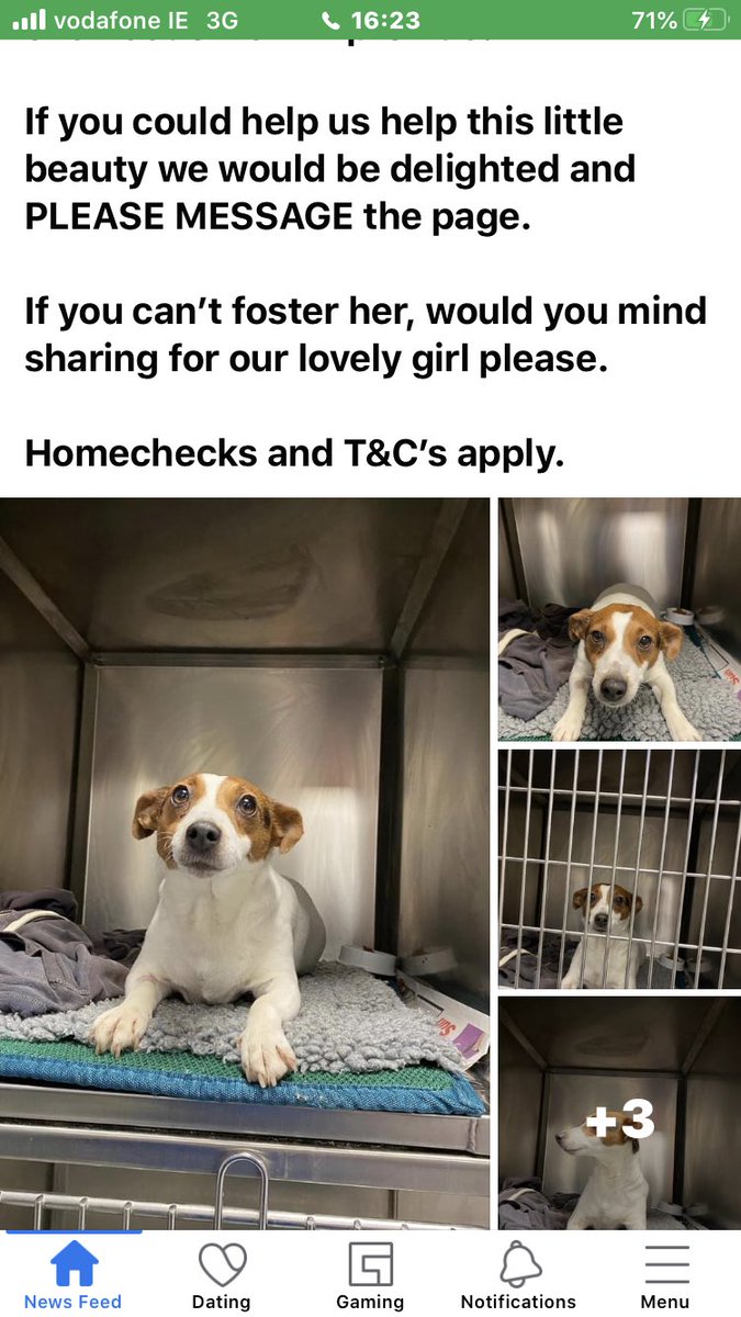 catlowry54's tweet photo. This rescue is looking for a #fosterer urgently. https://t.co/u2D503F6nh