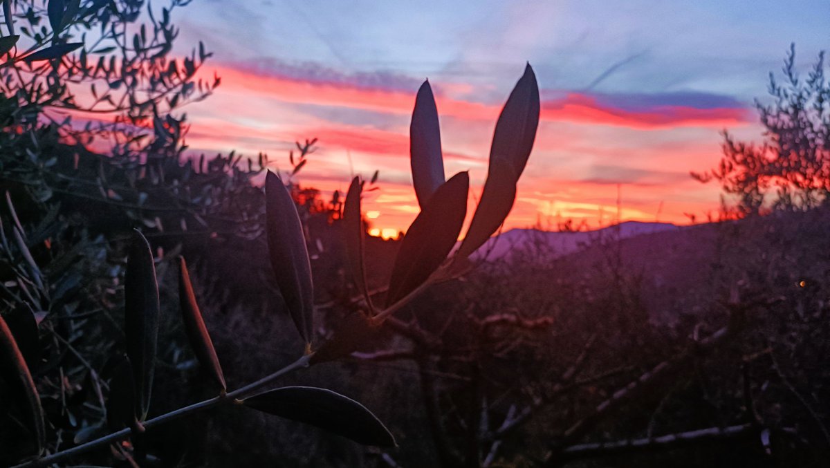 Piccoli paradisi tra gli olivi del Principato di Seborga.