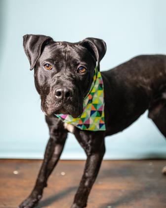 KarenSConniff's tweet photo. #Plunket #CLE #OH #ADOPT #FOSTER Meet 2-3 year old Plunket! His treat catching skills need work. He loves to work for treats. He knows sit, down, & loose leash walking. He has heartworm disease. Friends of CITY DOGS Cleveland covers treatment cost. Visit https://t.co/meXjJF3wcI. https://t.co/UikX5aKdnD