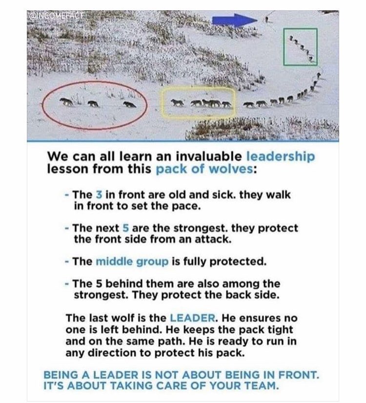 MartinMac80's tweet photo. Lesson's in leadership from a pack of Wolves: https://t.co/YsablFu4kc