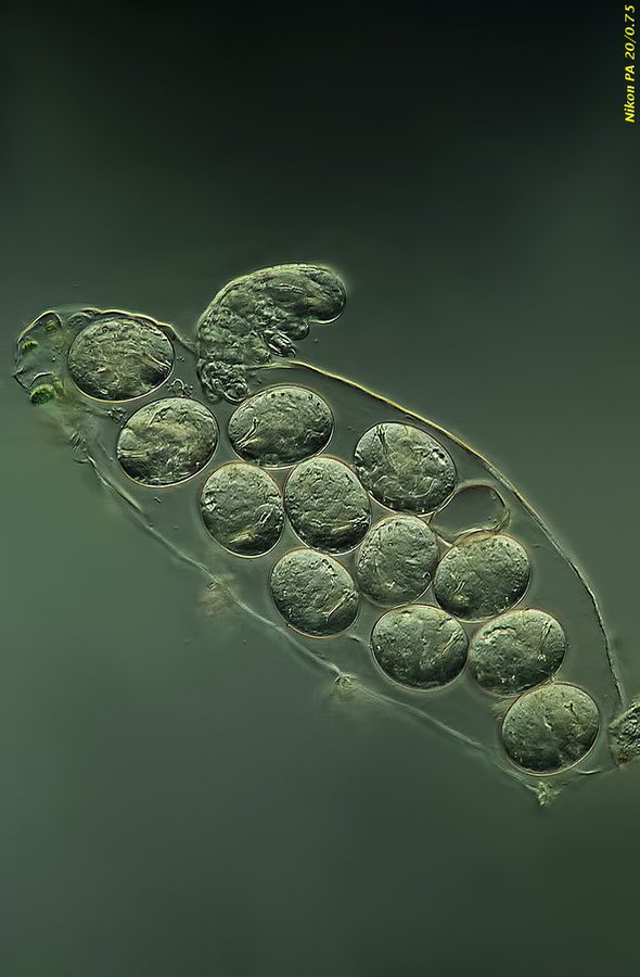 Tardigrade hatching 
🔬📸Jacek Myslowski