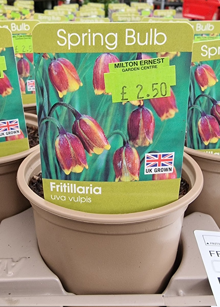 It's time to prepare for late winter and spring colour with the arrival of our pot grown bulb selections.  Starting from £2.50 we have everything from classic crocus and snowdrops to more unusual fritilliaria and chionodoxa.