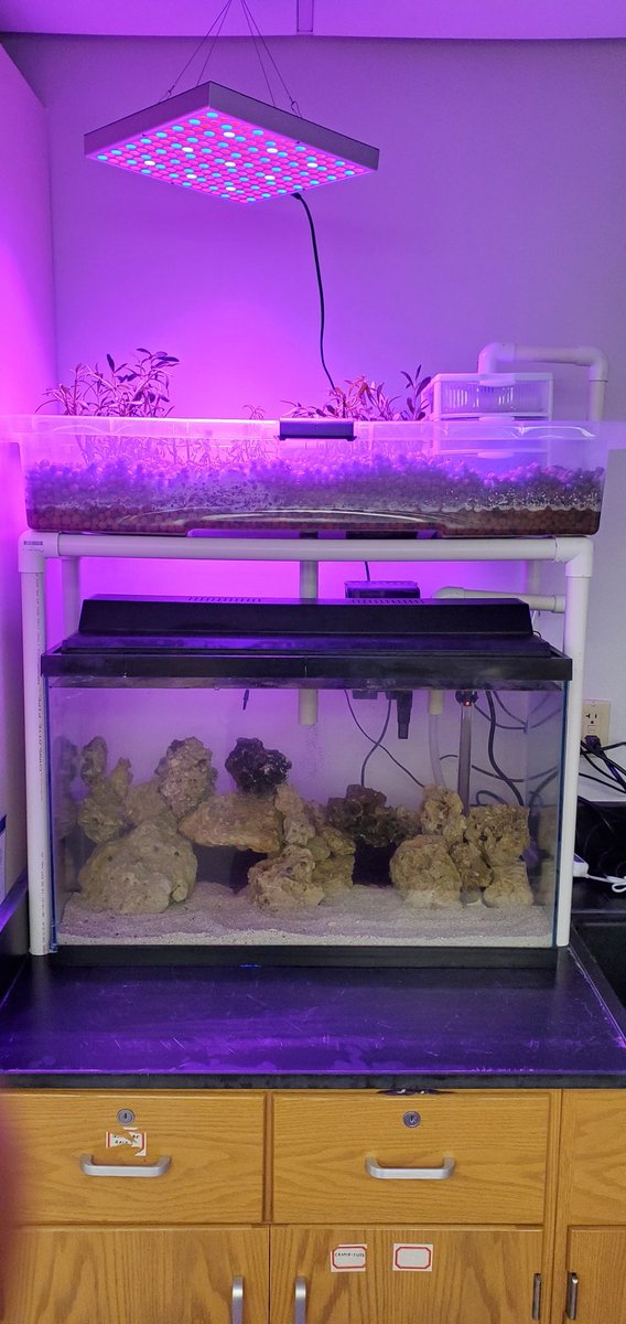 jclay010's tweet photo. We're running a marine aquaponic system: one lionfish, sea purslane and saltwort. Excluding the water pump, light, and heater, everything else was collected and built w/ recycled materials. We plan to scale up to reduce costs. #miamidadecollege #aquaponics #lionfish #fishfarming https://t.co/uqKXkworh7