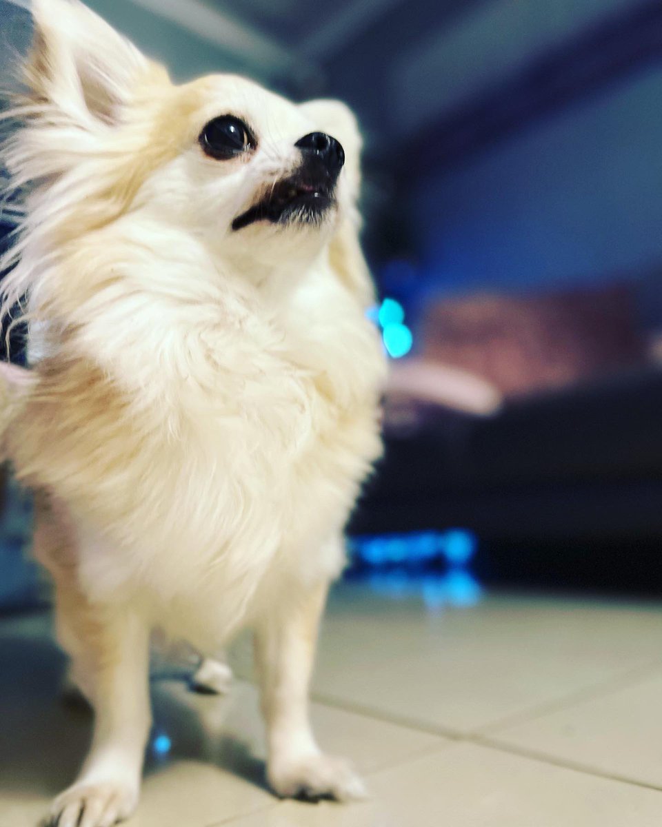 We hope you had a fab Xmas Here’s some pics of our pups on Christmas Day. 

We will be back on the 4th to carry on organising the event please contact us if you want to be involved #dogfriendlycheshire #dogfriendlyflintshire #dogsofcheshire <a href="/wearechester/">We Are Chester</a> <a href="/ShitChester/">13 years of Shitchester</a> <a href="/where_dogs/">Where to take your dogs in chester</a>