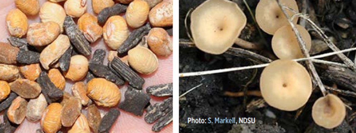 Thomas Baldwin tweet media