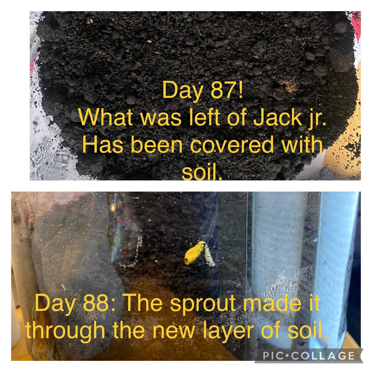 MrsMobileD67's tweet photo. Iโm so glad that Jack Jr. came home for the holidays! He has made many changes over the last 10 days! I really hope we get pumpkins next school year. ๐ค๐ป#cherokeeinspires #findingjoy67 @CherokeeD67 #pumpkinlifecycle https://t.co/QuIuCaZdfa