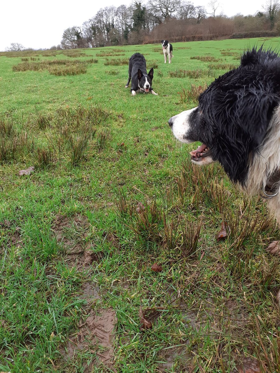 jesscollins87's tweet photo. Wet one on the farm today https://t.co/mP80chEMLL