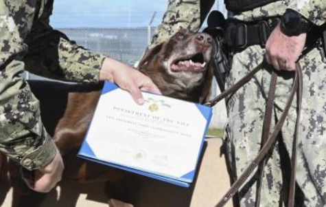 JournoGeoffZ's tweet photo. Weezy the military working dog retired earlier this month during a ceremony at NAS Sigonella. TYFYS, Good Boy, even if you're not down for the photo pose. Weezy got his DD214 blankie, you can't tell him what to do. https://t.co/2elXIeprUE