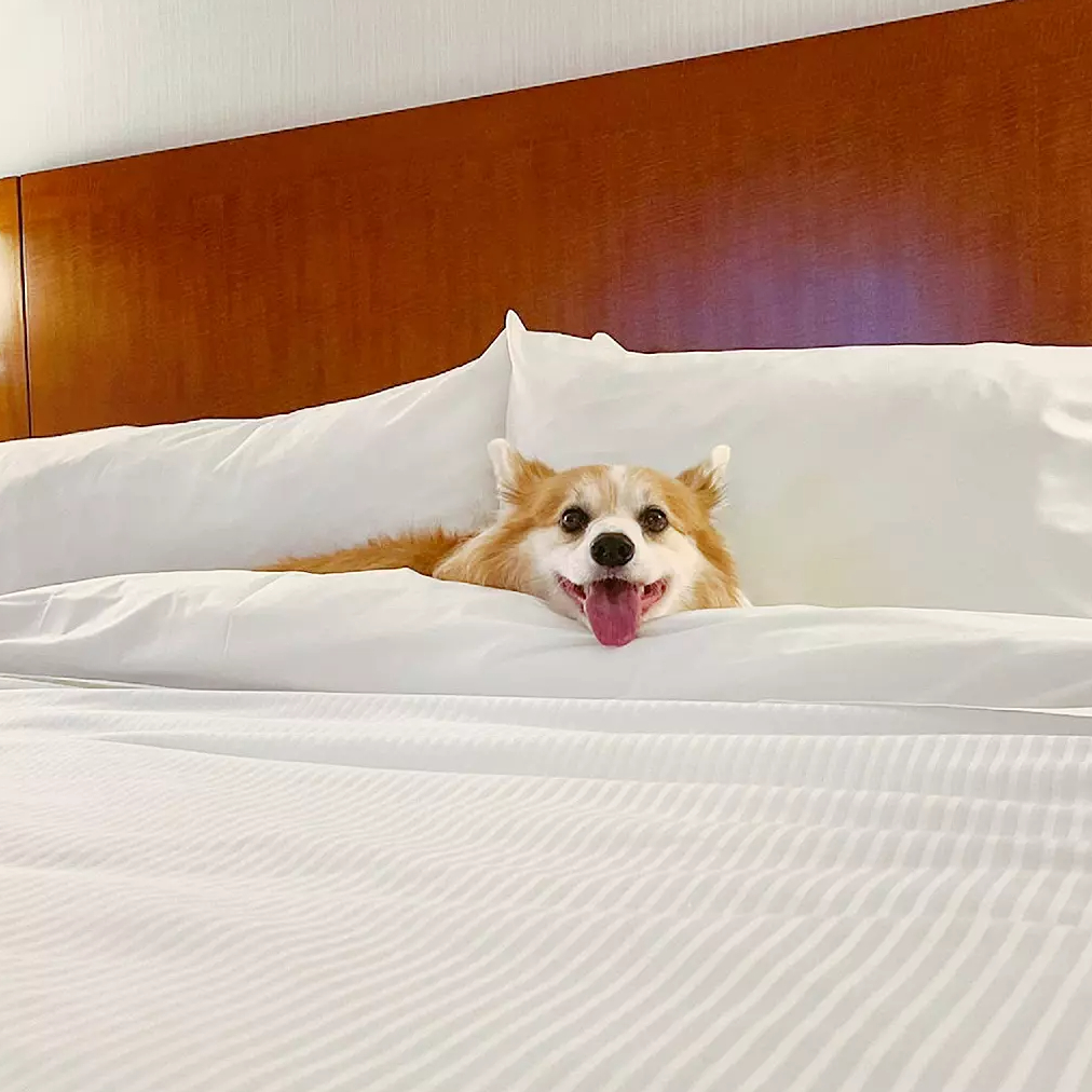 Everyone deserves a vacation, even our furry family members! 😍 🐶 

📸: <a href="/kimchithecorgi/">Kimchithecorgi</a>