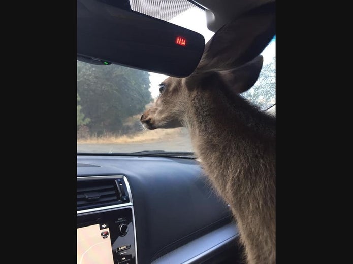 DeerHourly's tweet photo. https://t.co/j1mzeKsGJr