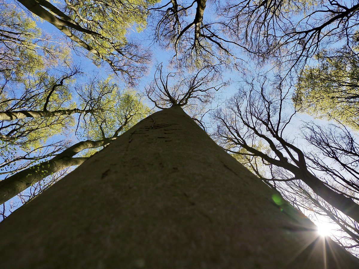 Dave Butler tweet media