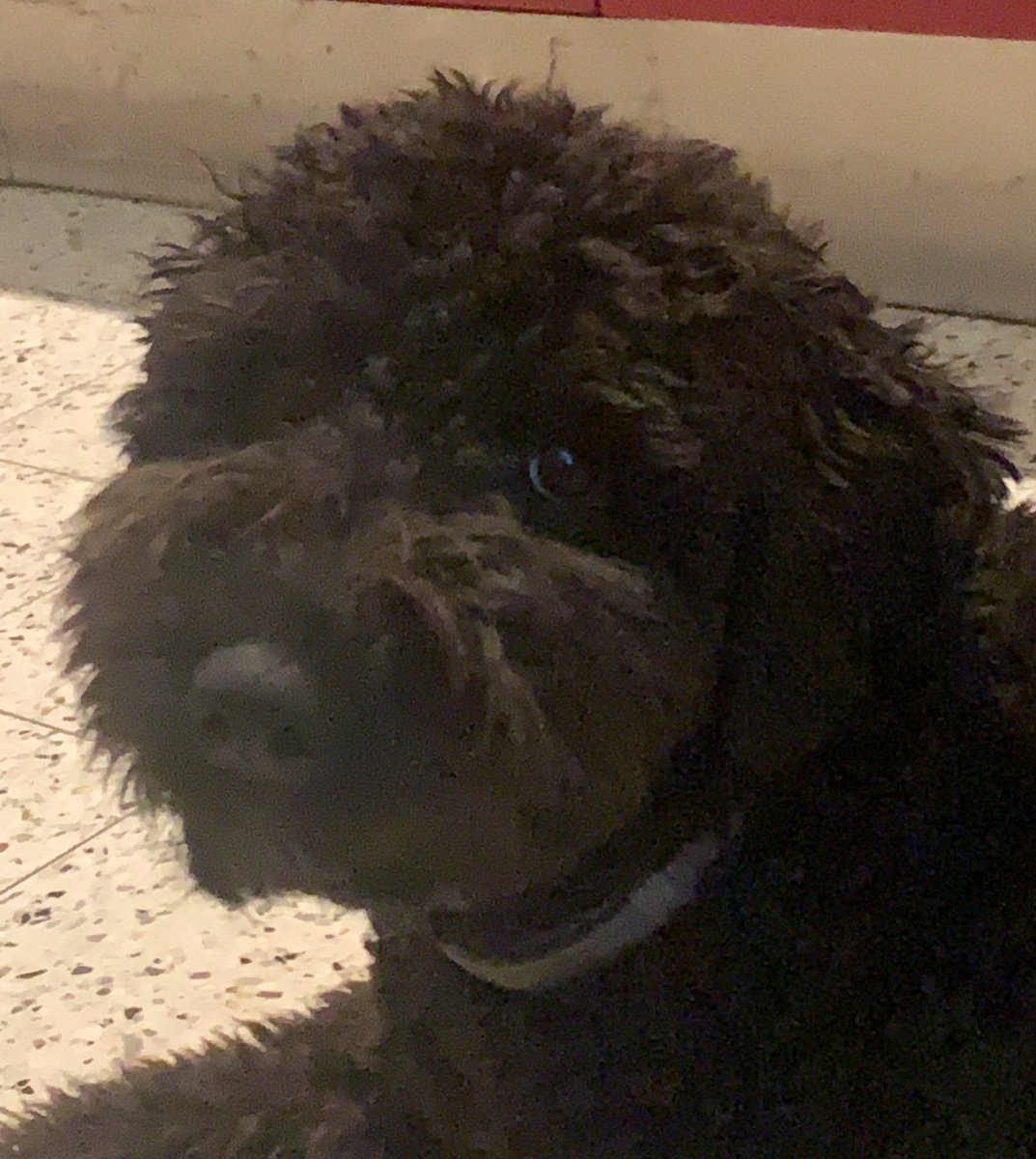 nachosacues's tweet photo. Live in an hour ‼️ my dog isn’t home so look at her https://t.co/0tRpbMs1Oo