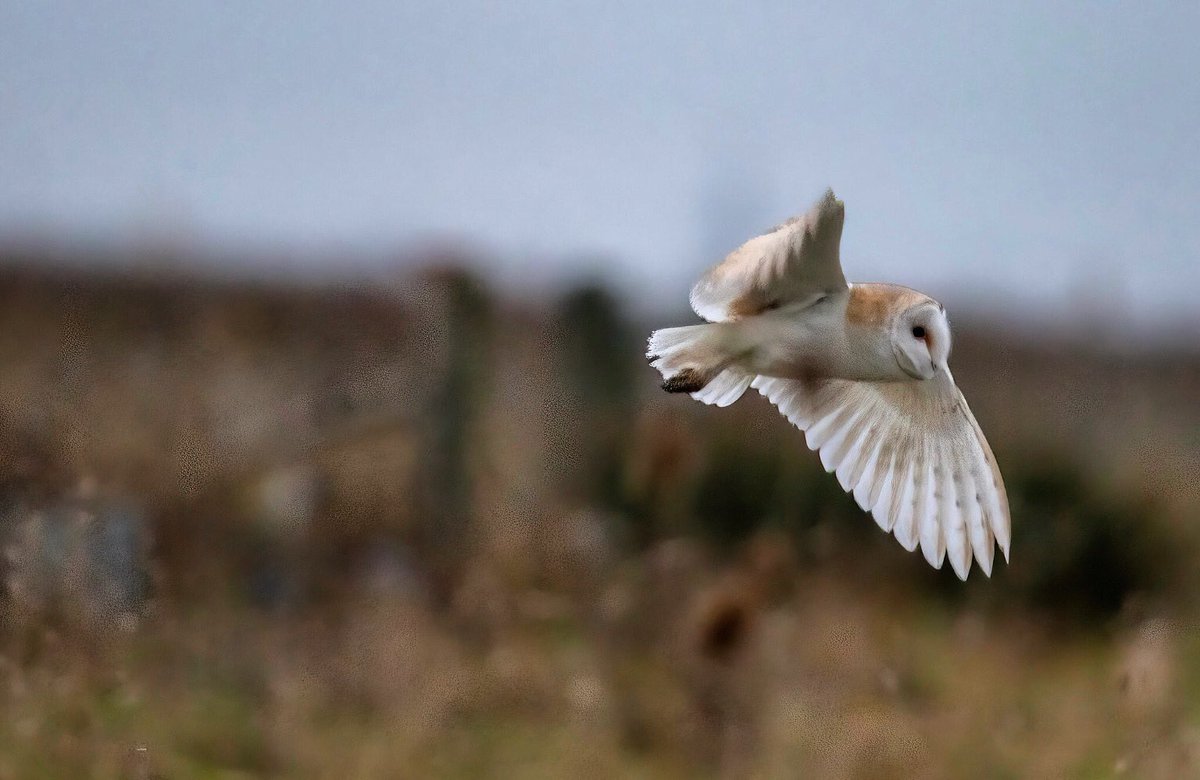 Wildlifehappens tweet media