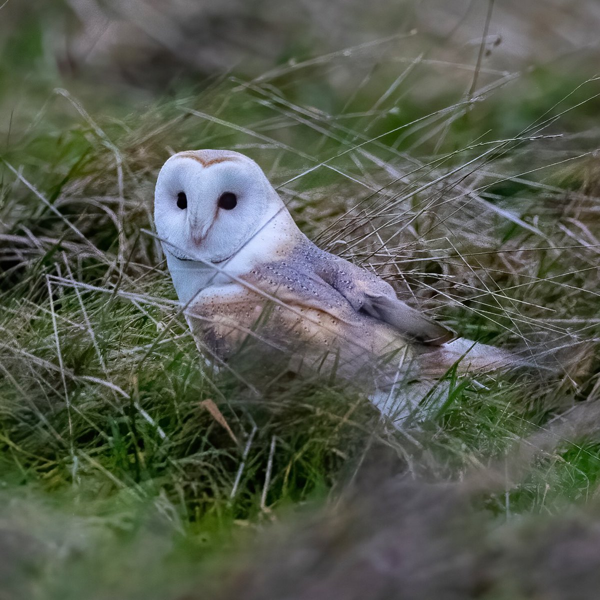 Wildlifehappens tweet media