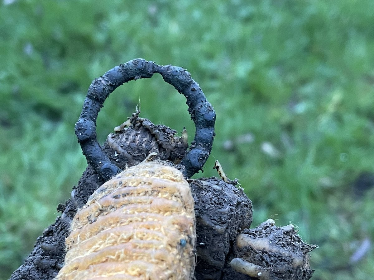 11Thames11's tweet photo. Just home and this was my last find of the day. A possible Roman / Saxon/ early Mediaeval anular brooch? Help anyone please? Thank you #anularbrooch #metaldetecting #deusxp https://t.co/e0lQRCOHVn