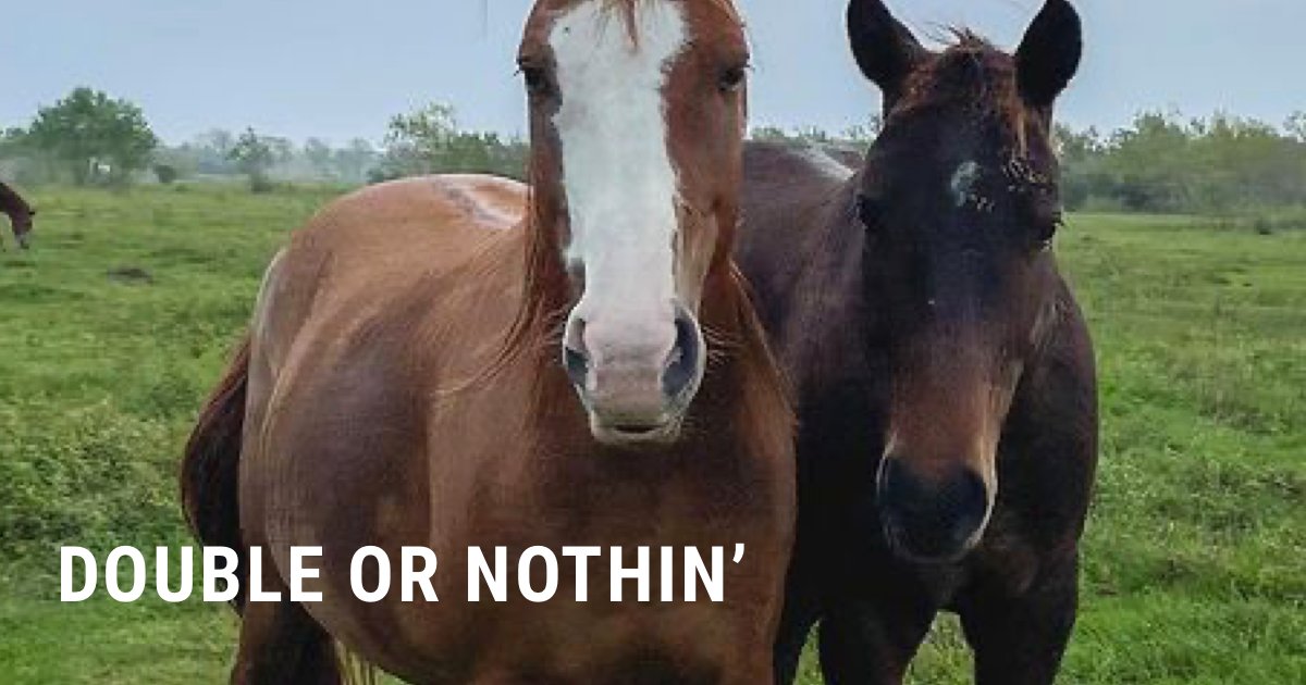 BFFs Bruce and Robin are a package deal… double or nothin’. The same goes for our $50K Holiday Match, &amp; we only have until midnight to reach our goal! Please make a gift that automatically doubles and get your 2021 tax deduction! bit.ly/HFHYE21TW6 #RescueHorses #SaveHorses