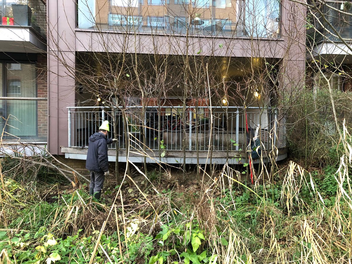 Without beavers and large herbivores we need to mimic their ecological function and it’s surprisingly satisfying taking down a tree - even a small one.. #hedgelaying #coppicing #alder #pruning #kingslandbasin