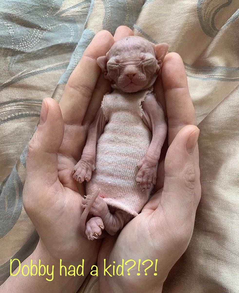 TheHampton3's tweet photo. Wait….@HarryPotterFilm @HarryPotterNY #HarryPotterReturnToHogwarts #HarryPotter #hogwarts  #dobby https://t.co/IEFeJUpP94