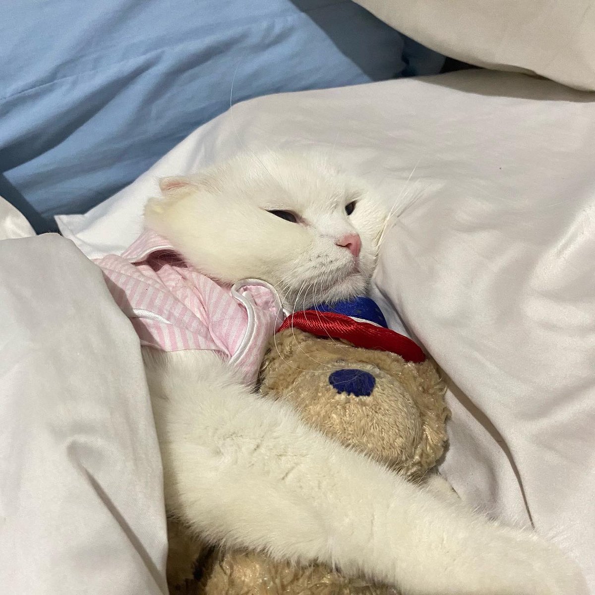 ૮꒰˵• ﻌ •˵꒱ა tweet media